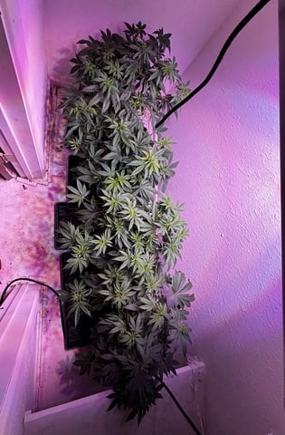 Fruity Pebbles Males — flower, day 4