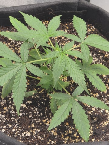 Sundae Driver — vegetative, day 39