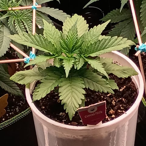 TentPlantLightFan — vegetative, day 51