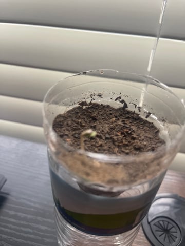 Fall Semester — vegetative, day 8