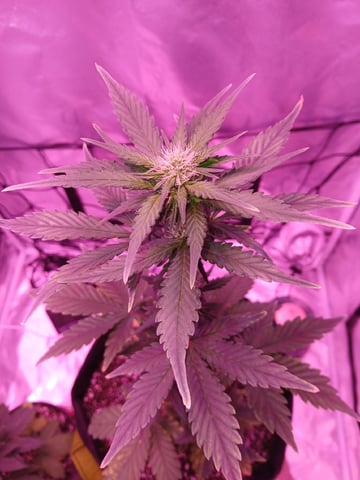 CountryG  — seedling_rooting, day 36