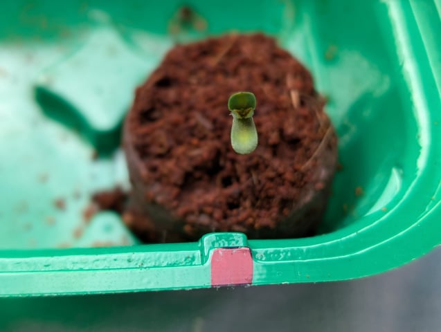 First Grow April '26 — seedling_rooting, day 4