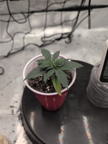 Girl Scout Cookies — vegetative, day 19