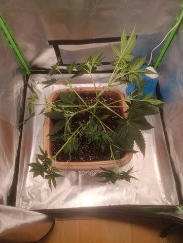 Purple Amnesia Autoflower — vegetative, day 32