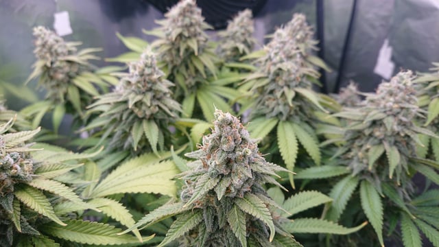 Closet grow  — flower, day 87