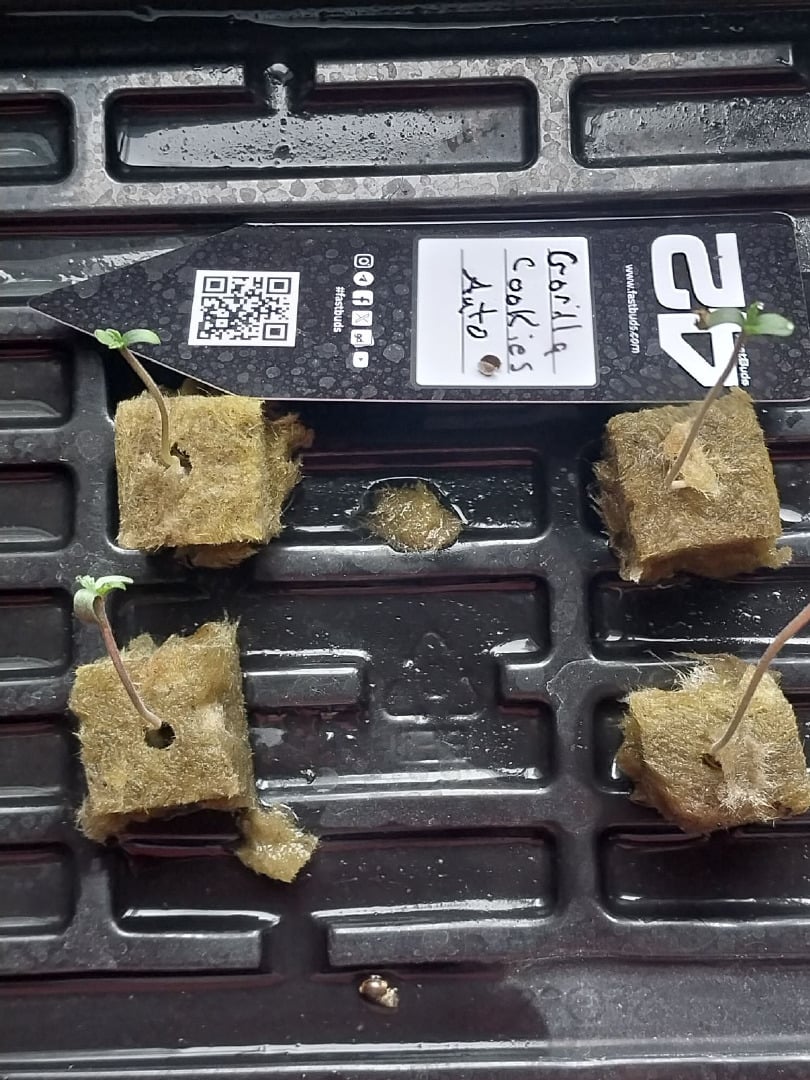 Auto-Flowers 