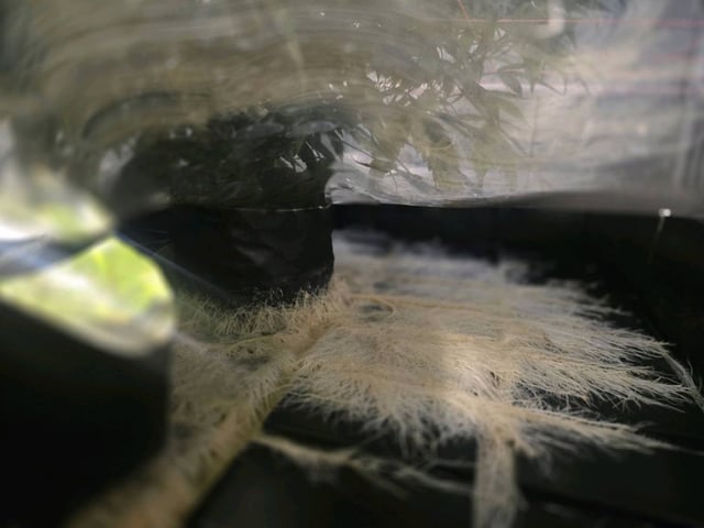 Platnium Jelly — vegetative, day 56