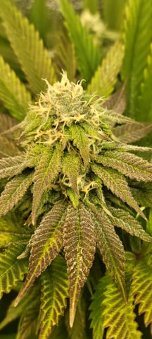 $chooners Grow — flower, day 25