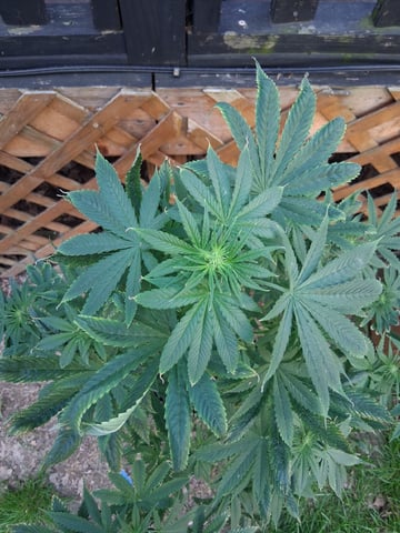 First Indoor Grow  — flower, day 47