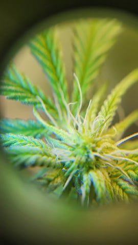 1st grow indoors(cardboard box to 2x2x4 to 5x5x6) — flower, day 99