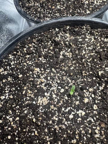 Wilted Broccoli F1 — seedling_rooting, day 1