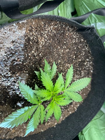 First grow — vegetative, day 33