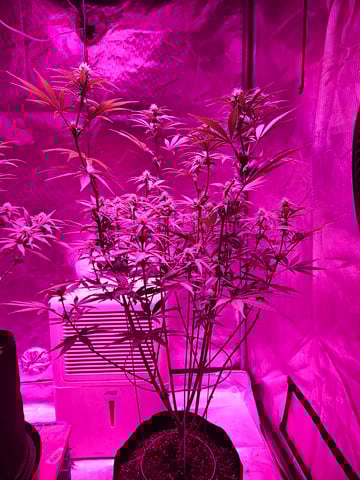 BLACKCHERRY SHERB — flower, day 46