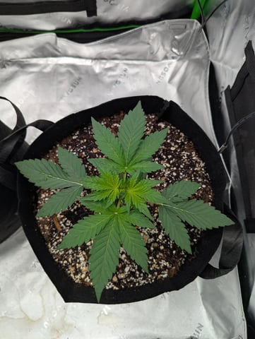 First Grow — vegetative, day 22