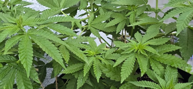 Mystery Weed Plant — vegetative, day 76