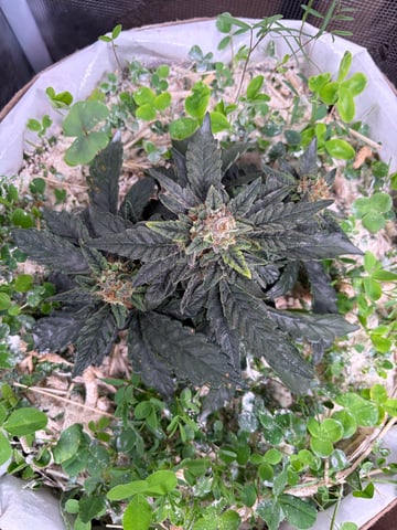 510 First Run! — flower, day 65