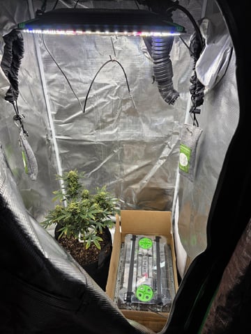 NFA & NYCD — grow_setup, day 1