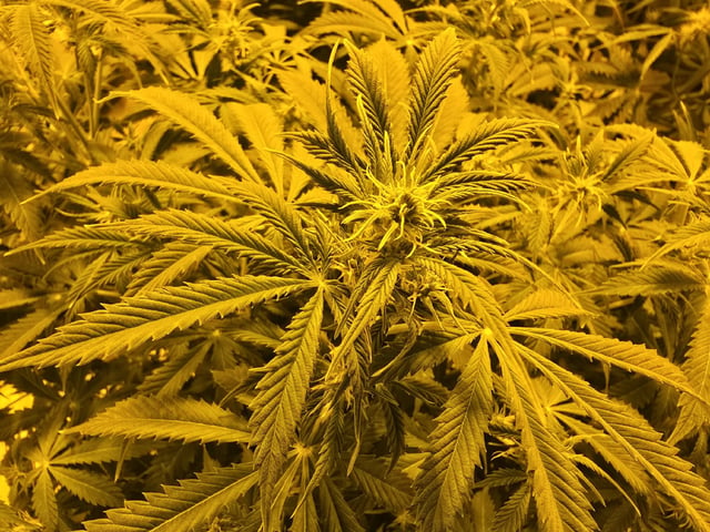 Autos AGAIN — flower, day 55