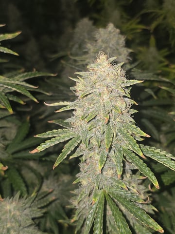 2nd Autoflower Indoor Grow — flower, day 88