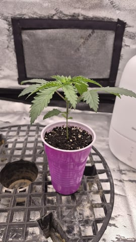 zlurricane blast — vegetative, day 21