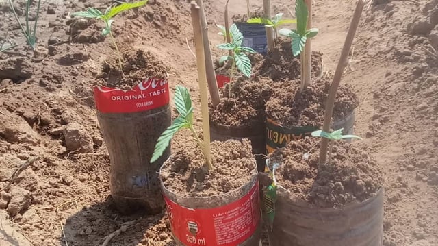 Random Seeds — vegetative, day 5
