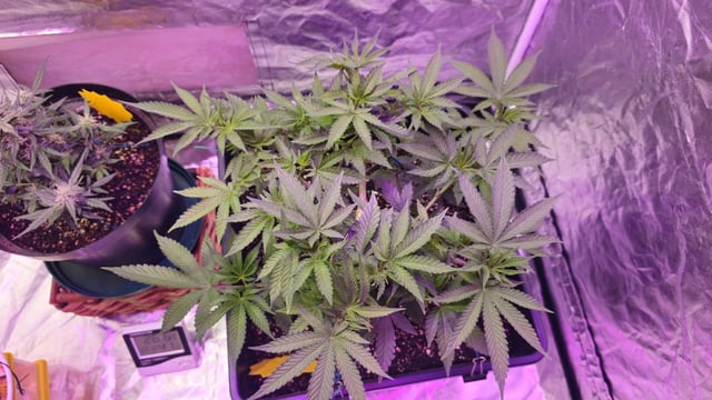 first grow adventure  — flower, day 53