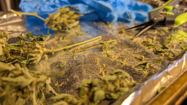 Grow 1 — harvest, day 84