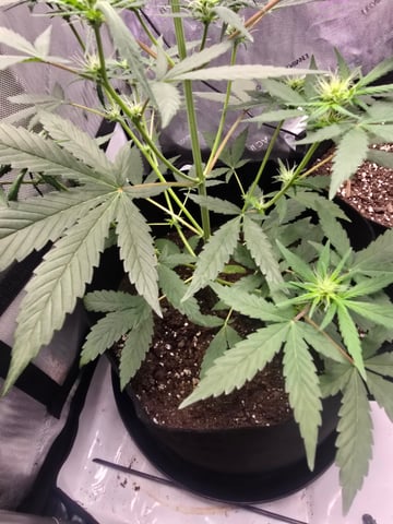 Pull my finger and Mowie Wowie — grow_setup, day 62