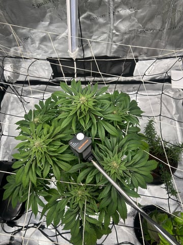 2025-26 harvest INDOOR — flower, day 123