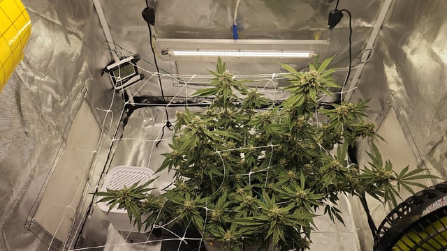 Jelousy Fast(Photo) & Ultra Voilet (Auto) — flower, day 53