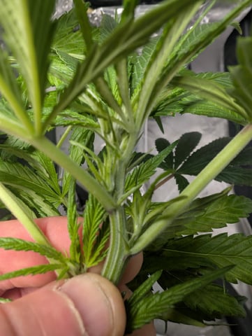 Black African Magic feminization  — flower, day 12