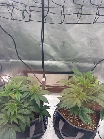 northern lights — vegetative, day 17