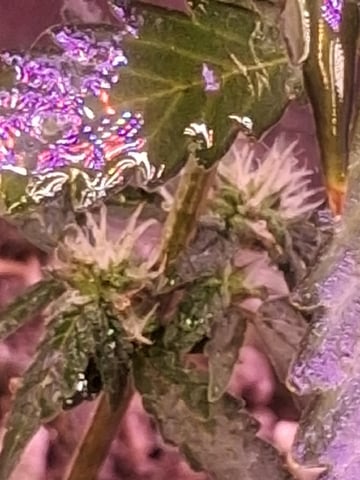 First Lagit Grow — vegetative, day 20