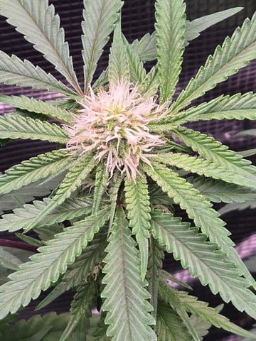 Dirty Bird - Thousand Island Fem & Platinum Kush Breath Remix x Grape Cakehead Fem Photo  — flower, day 74