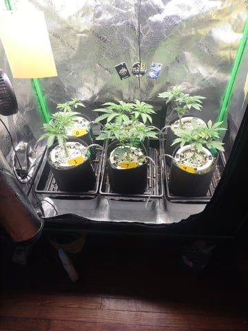 Mainely Genetics Micro Pheno Hunt — vegetative, day 31