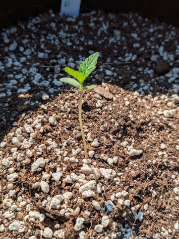 Pineapple Express Auto  — seedling_rooting, day 10