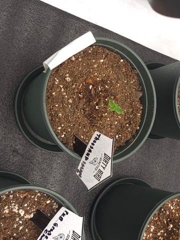 Dirty Bird - Thousand Island Fem & Platinum Kush Breath Remix x Grape Cakehead Fem Photo  — seedling_rooting, day 2