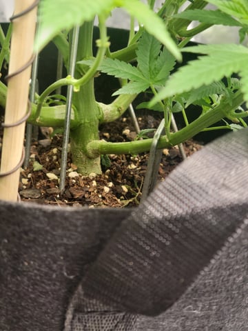 oreo blizzard — vegetative, day 31