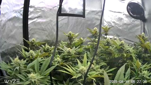 First Grow — flower, day 91