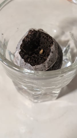 Grow 1 — germination, day 2