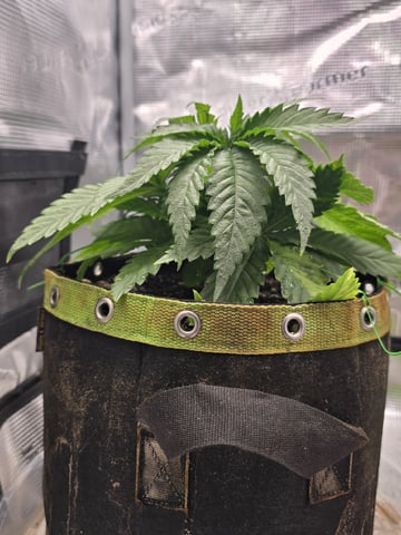 mc nuggets r1 — vegetative, day 21