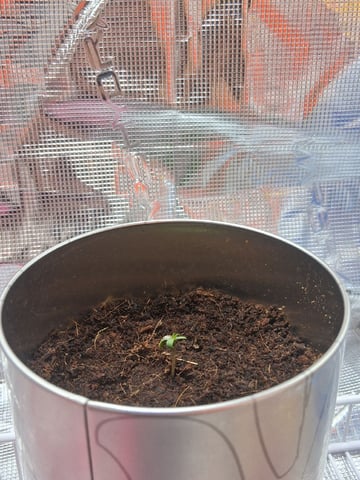 Royal Gorrila  — seedling_rooting, day 1