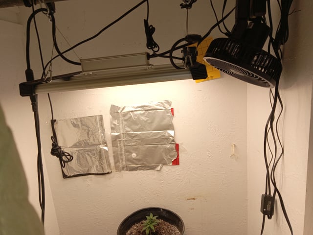 closet grow for veg with a.c infinity air intake fan .With no carbon filter just suction,and spider farmer sf 7000.Then a spider farmer sf tent 4×4×6.5with a G1500 l.e.d from spiderfarmer and spider farmer 6inch clip oscalating fan. — harvest, day 73