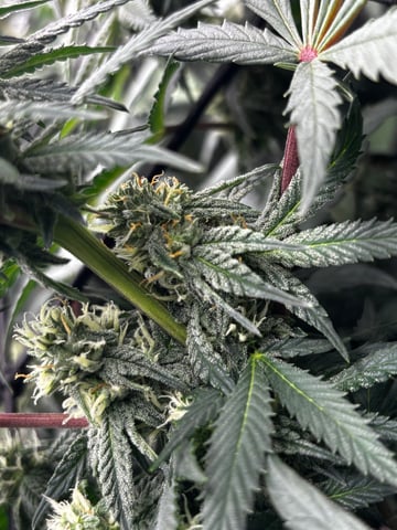 Pink Passion Fruit — flower, day 74