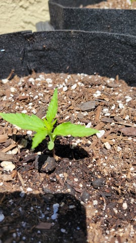 purple Kush, and Extra Large Kush — seedling_rooting, day 5