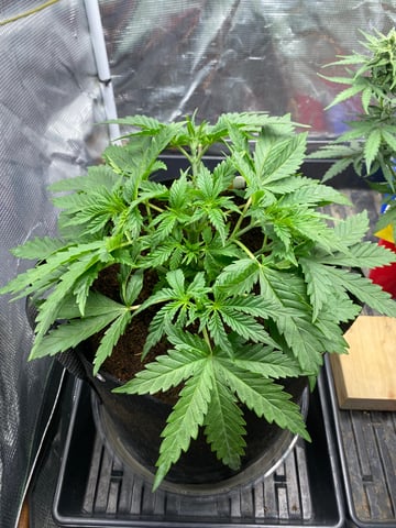 blackberry marshmallows  — vegetative, day 28