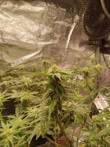 Blueberry critical kush x purple peyote wifi  and one L.a kush cake . — seedling_rooting, day 19