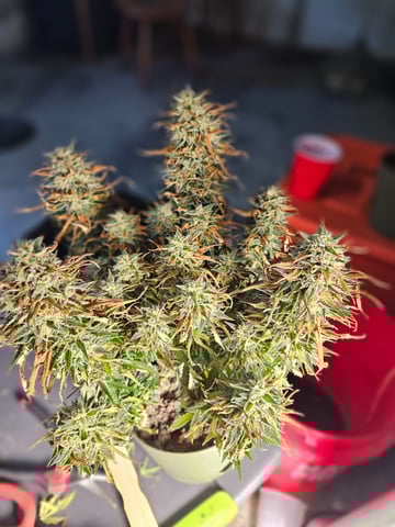 3 bears auto flower  — flower, day 81