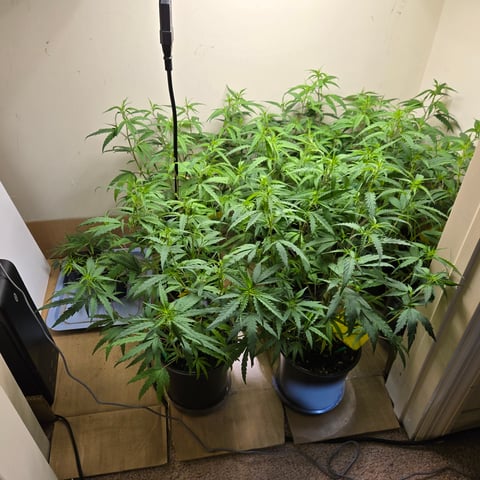 Blue Dream Clones — vegetative, day 24