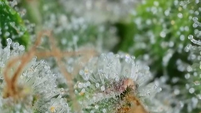 Fruity Pebbles — flower, day 99